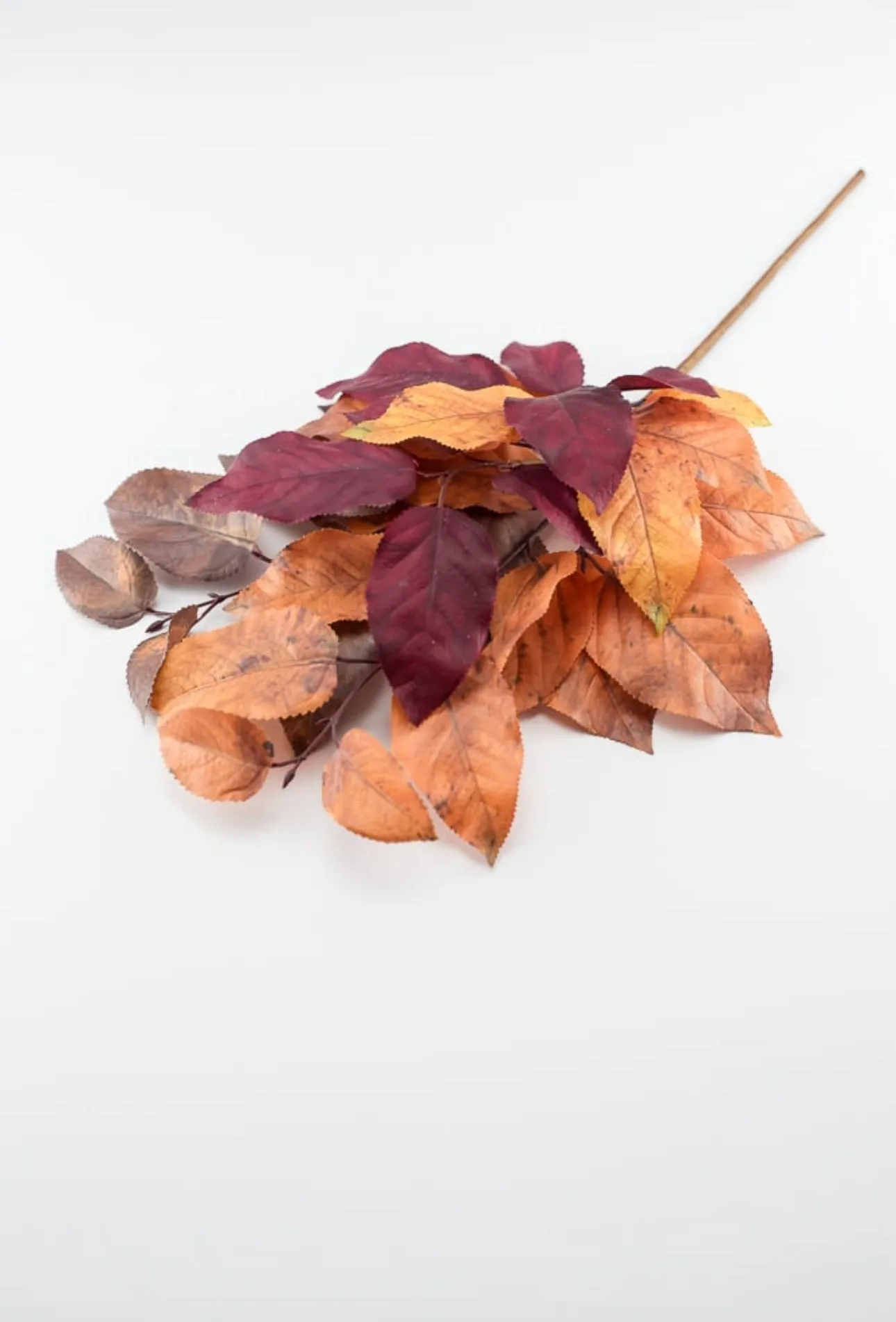 Autumn salal leaves spray - brown plum